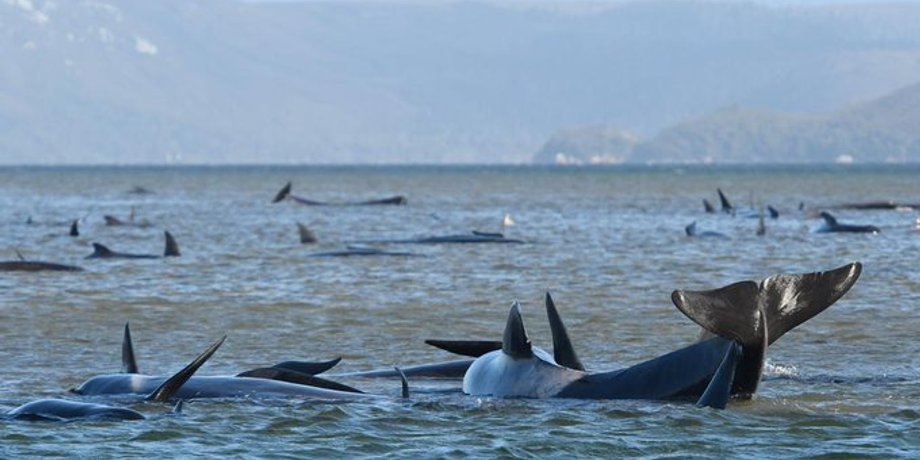 Фото: Twitter/metesohtaoglu