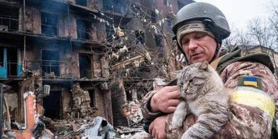 тварини на війні, допомога тваринам, залишені тварини, як допомогти тваринам, коти та собаки на війні