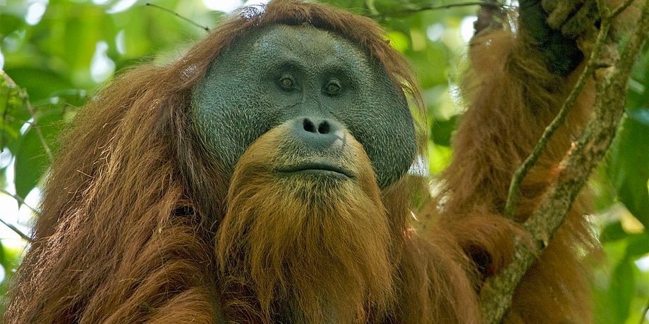 Pongo tapanuliensis. Wikipedia