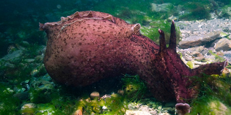 Фото: Chad King / NOAA MBNMS / wikimedia commons