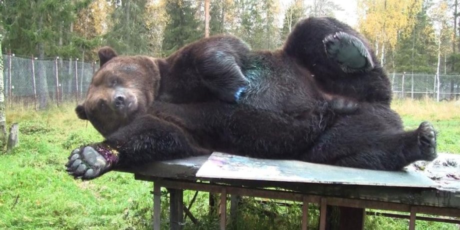 Медведь Юусо из Куусамо / Фото: kaleva.fi