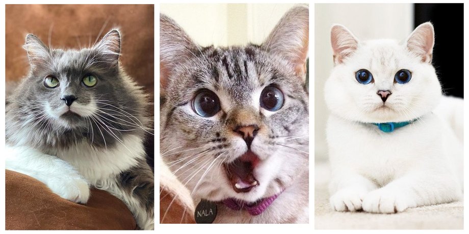 коты,  Instagram, соцсети