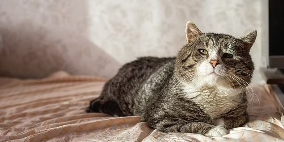 кошки, кошки смерть, кот возраст