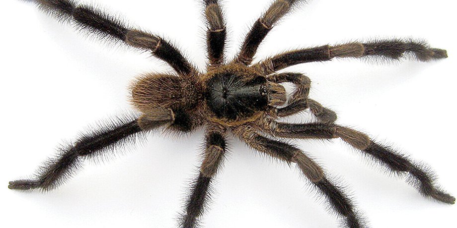 Trichopelma grande