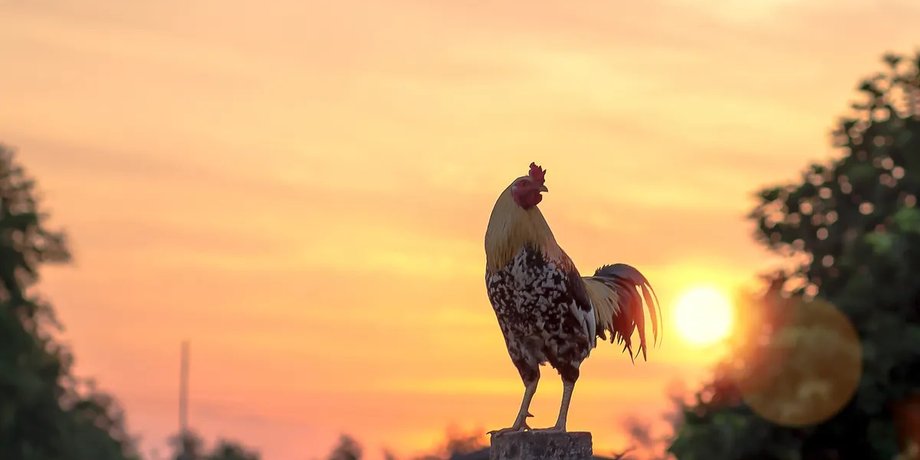 півень, кукурікання півня, півень кукурікання півня