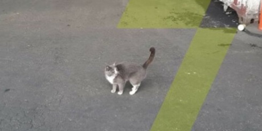 контейнер, кот, кошка, Одесса, Израиль