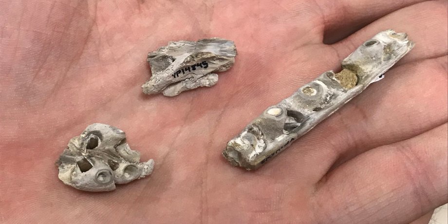 Фрагменты черепа тилозавра. Ms. Christina Byrd, Paleontology Collections Manager at the Sternberg Museum of Natural History in Hays, Kansas