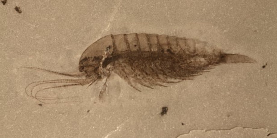 Fu et al., Science, 2019