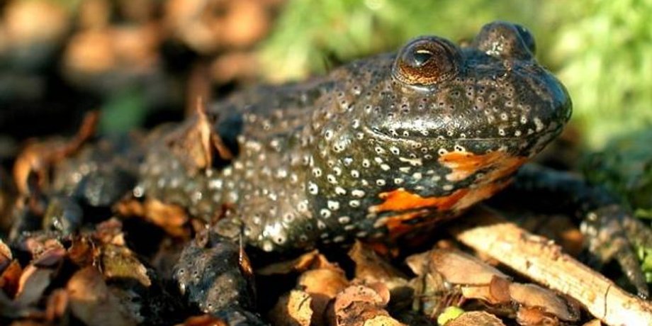 Краснобрюхая жерлянка / Фото: animalregister.net