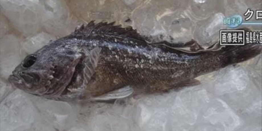 чорний морський окунь, радіація, Фукусіма