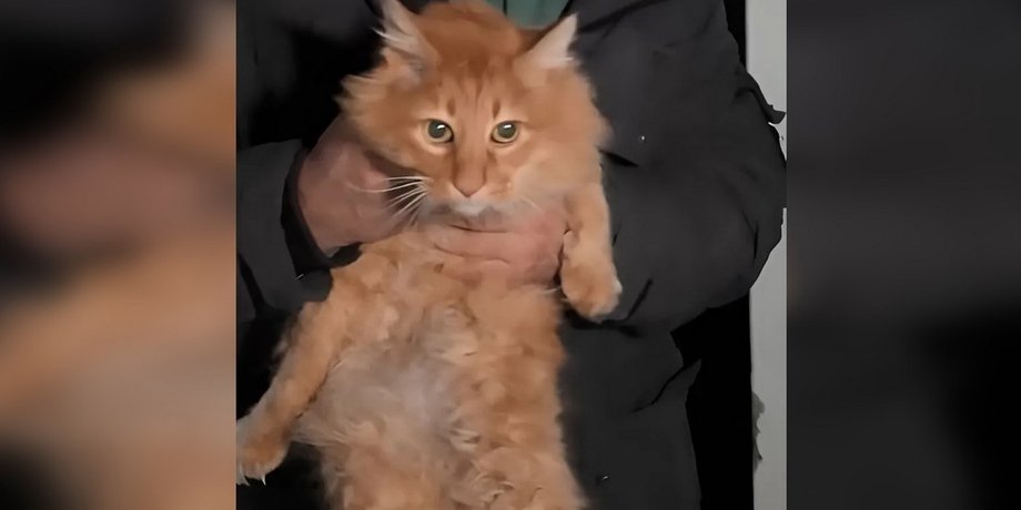 Инцидент с котом, спасение кота, кот в квартире, кот голодный, Зоозащитники о коте, инцидент с котом и ТЦК