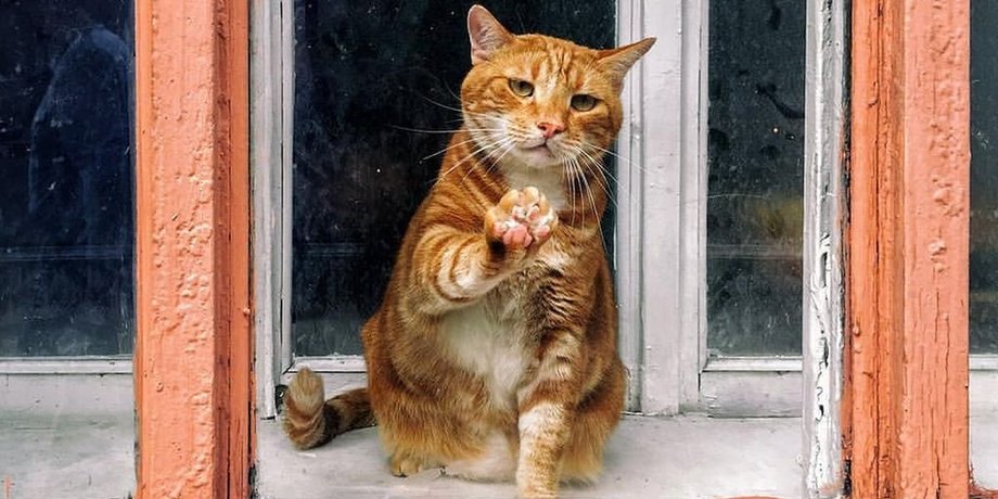 кошка кошка и человек