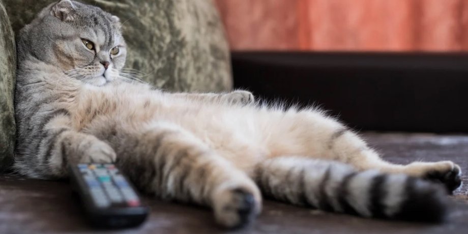 домашние коты, одомашнивание кошек