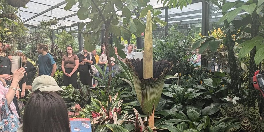 Трупный цветок, австралия, Amorphophallus Titanum