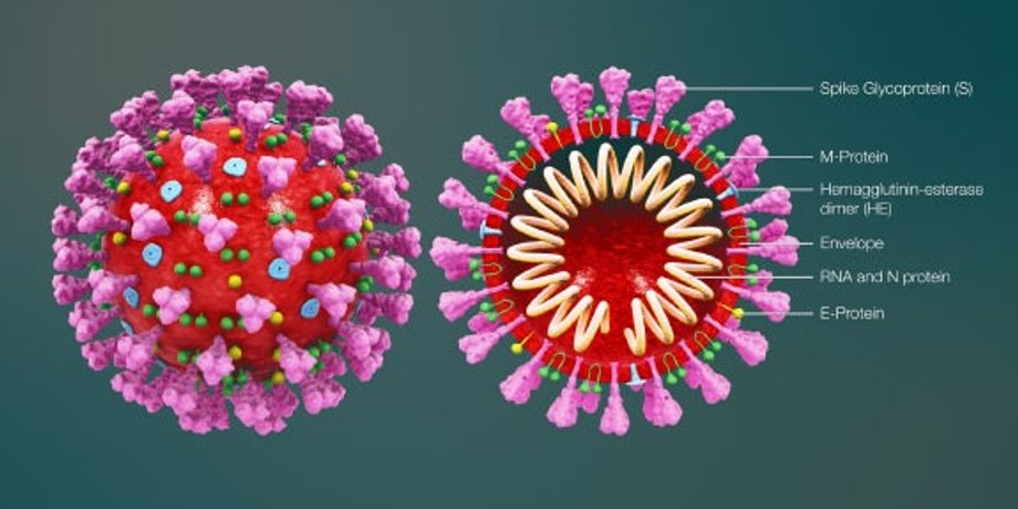 Иллюстрация: Scientificanimations.com / CC BY-SA 4.0.