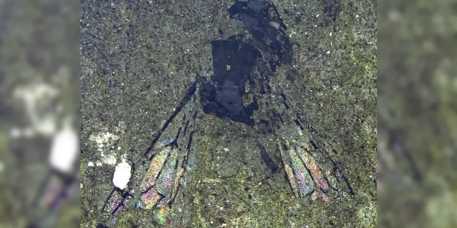 Leioproctus, Новая Зеландия, пчела, окаменелость, открытие, находка, эволюция, происхождение, новый вид