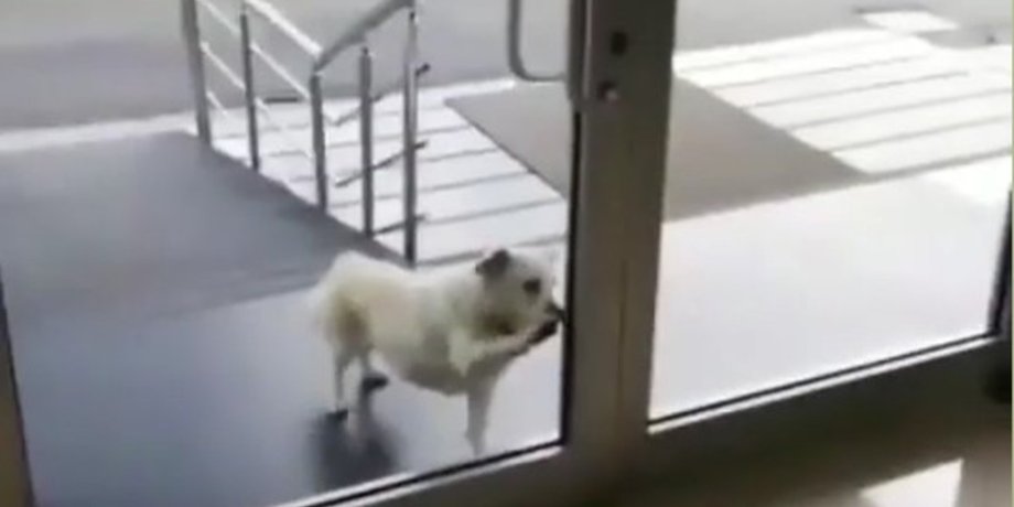 пес, больница, Турция