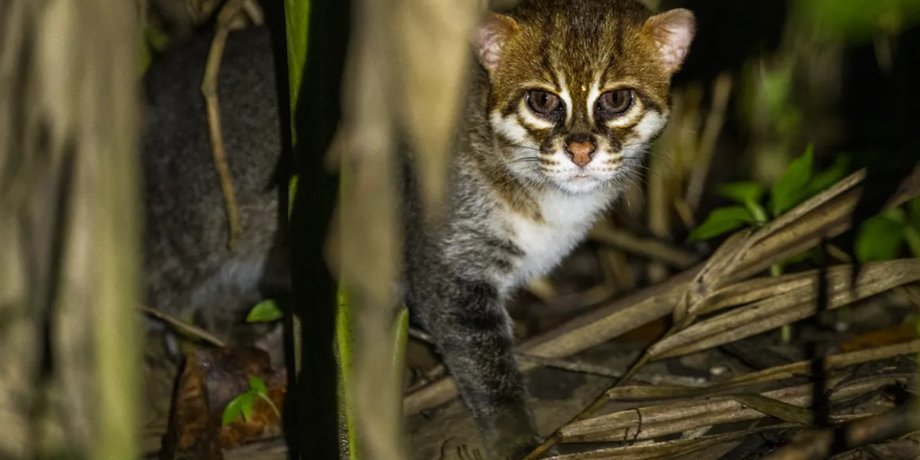 суматранская кошка кошка с плоской головой