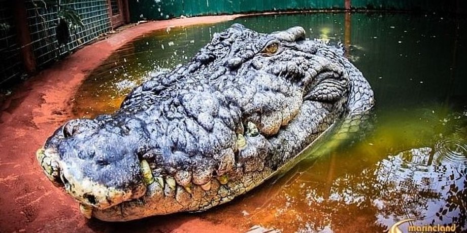 морской крокодил, крокодил рекордсмен, крокодил кассиус