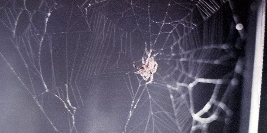пауки плетут паутину в космосе