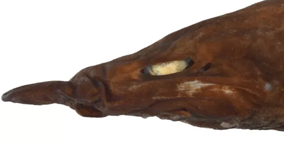 глубоководная акула, Apristurus ovicorrugatus, Западная Австралия, новый вид, яйцекладки, русалки сумки, кошачья акула, уникальные особенности, ярко-белые глаза, научное открытие, откладывание яиц, исследования,