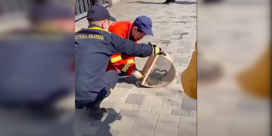змії, рятувальники, ресторан, дніпро, дснс
