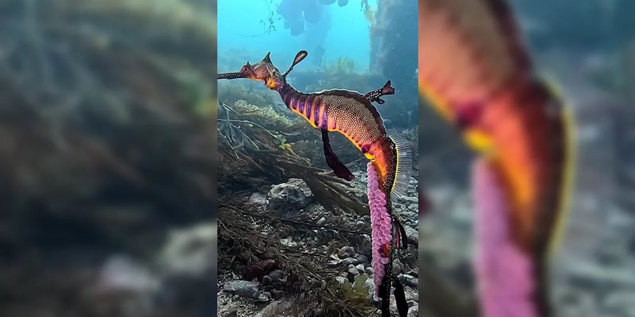 морской дракон, морской дракон океан