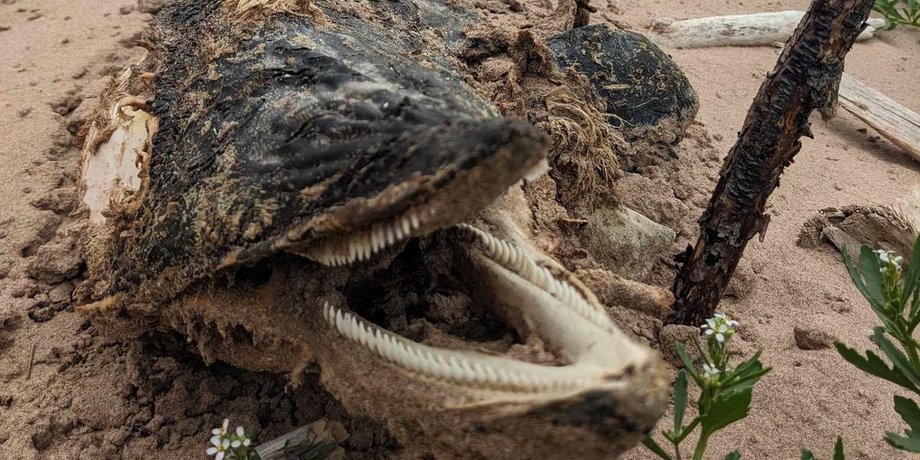 Знайшла морське чудовисько, морське чудовисько, дивна істота, викинуло на пляж, гострі зуби, дельфін,