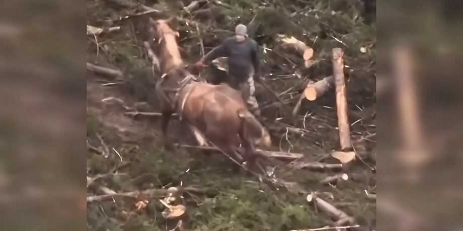 Издевательство над животным, издевательство над лошадью, UAnimals про Буковель, UAnimals издевательство над лошадью, UAnimals избиение лошади, UAnimals лошадь Буковель
