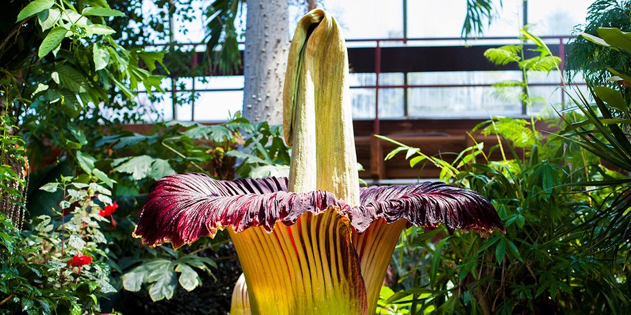 Аморфофаллус титанічний, квітка, Amorphophallus titanum, трупна квітка, "король усіх кольорів"