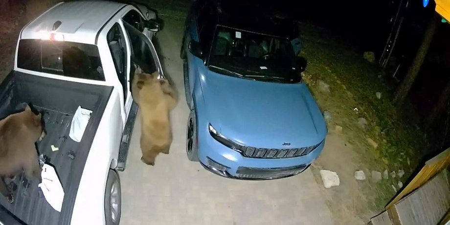 медведи в авто, Jeep Grand Cherokee