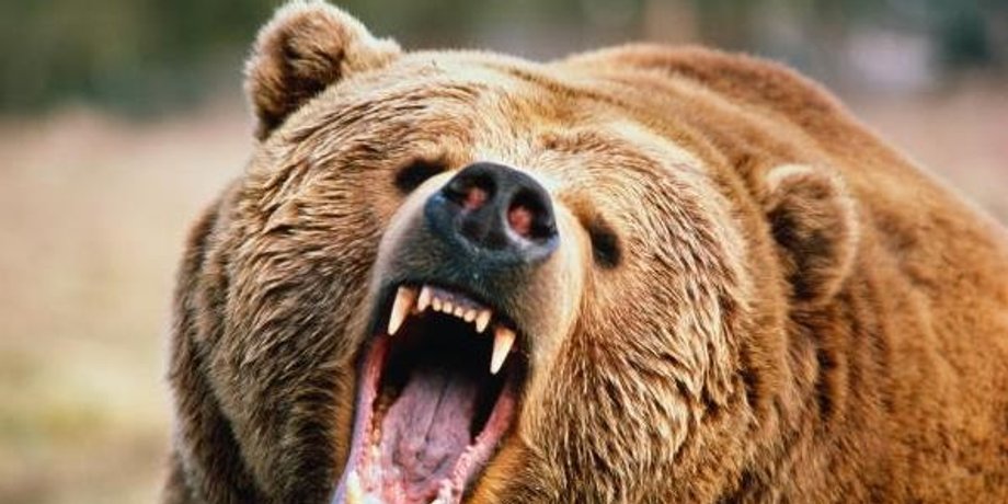 Дикий медведь напал на пару в российском Алтае Медведь убил молодую девушку на Алтае