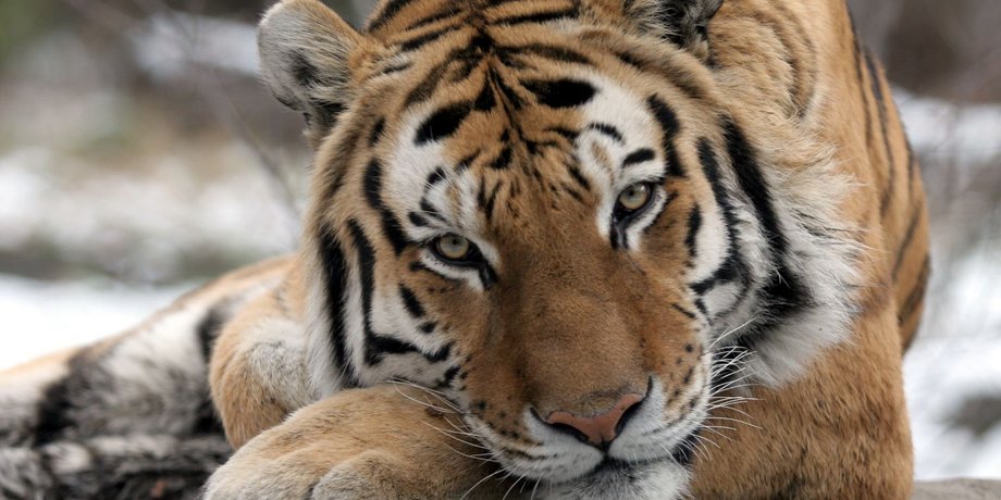 Фото: Bronx Zoo