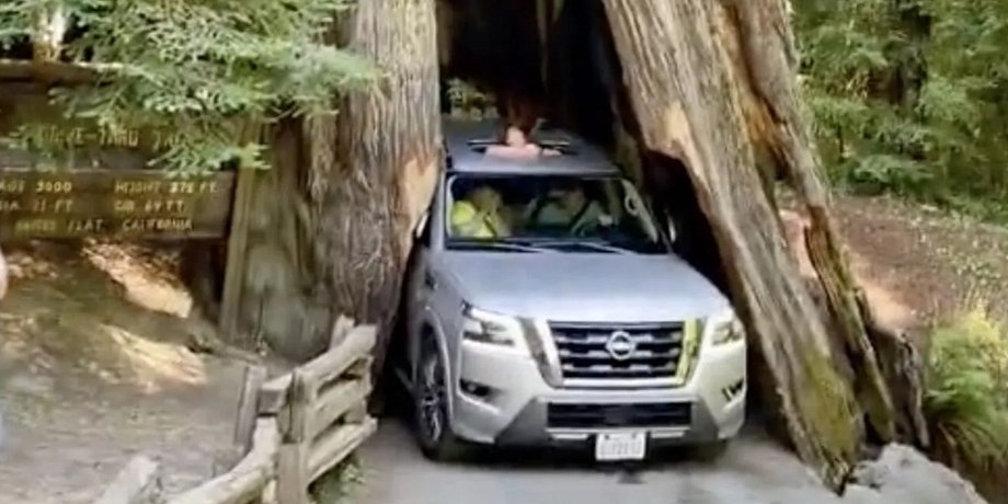 ниссан армада, Nissan Armada, дерево секвойя
