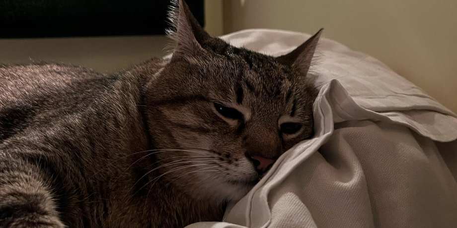 кот Степан