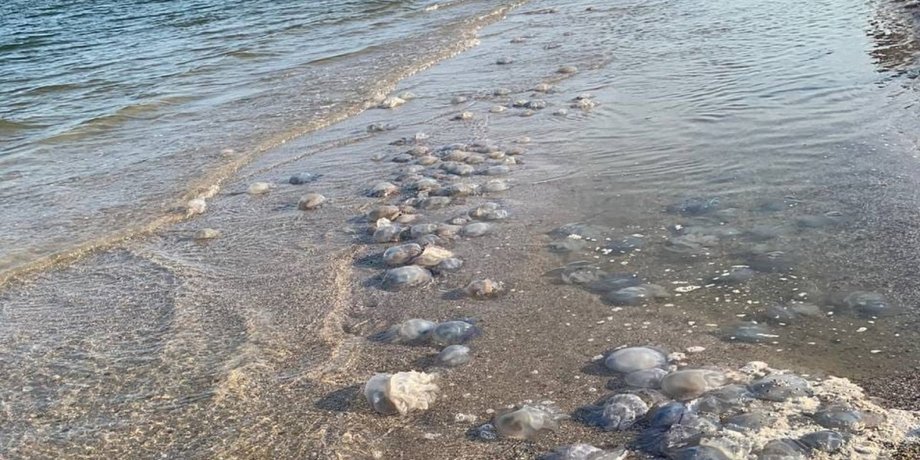 В МОЗ рассказали, что нужно делать при ожоге от медузы