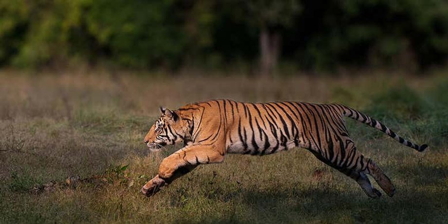 Фото: Nitish Madan / WWF-International