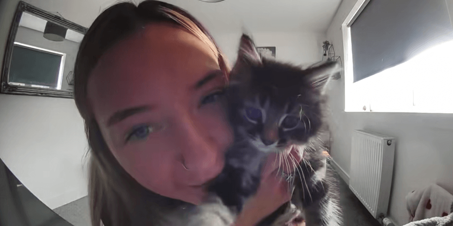 Хозяйка кота, кот, кошка, вирусное видео, котенок, команда хозяйки, дрессировка животных, умный кот, кот машет лапой,