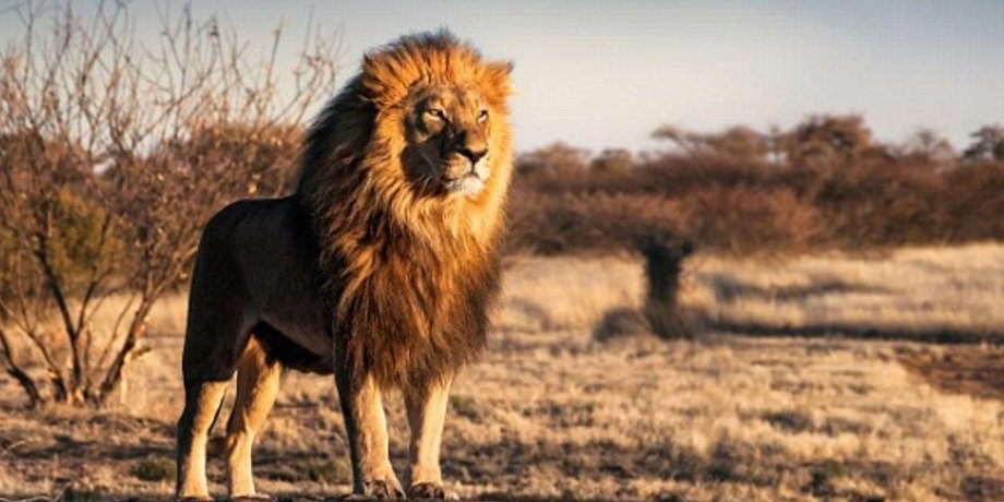 Лев