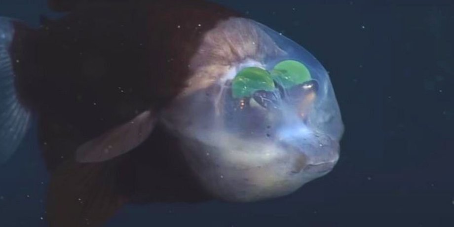 риба Macropinna microstoma