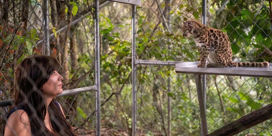 дикая кошка Leopardus tilcayo