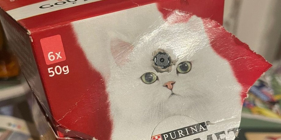 корм, камера, кішки