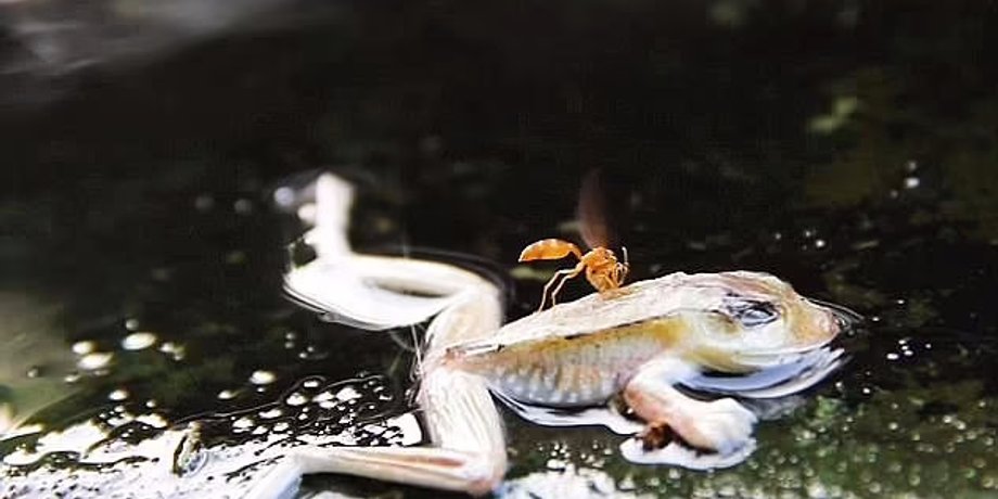 річка, гаряча річка, гаряча річка амазонка
