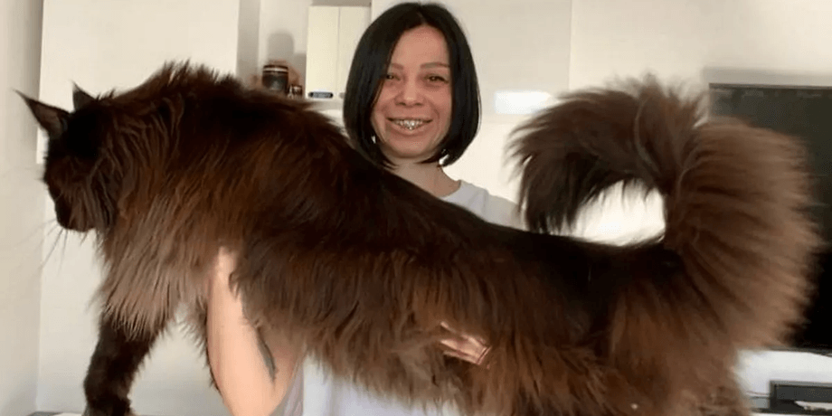 Гигантский кот, мейн-кун, кот ростом с человека, огромный кот, кот по кличке Зевс, Даниэла Ермолаева, задние лапы, корм для кота