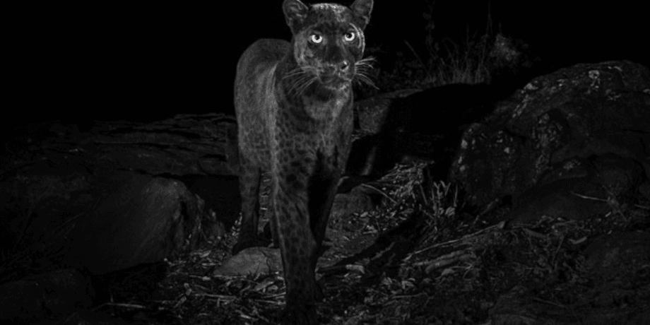 Фото: Will Burrard-Lucas, Camtraptions