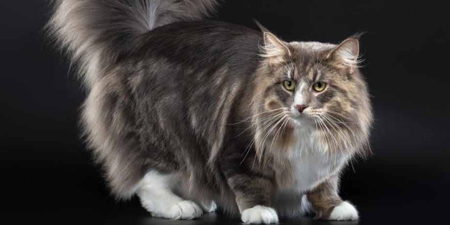 Норвежская лесная кошка
