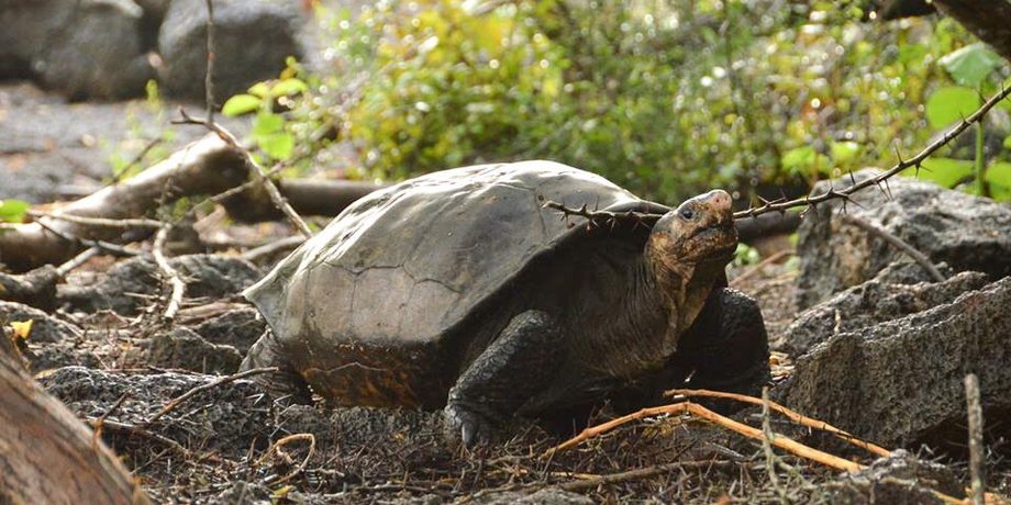 Фото: Twitter / Galapagos Conservancy