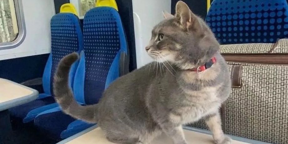 кот