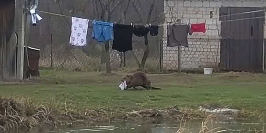 Житель Польщі довго не міг зрозуміти, хто краде білизну з мотузки після прання.