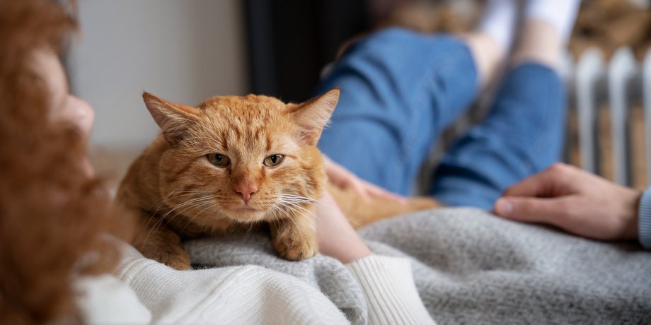 кошка объятия